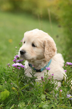 Amazing puppy of gold retriever with flowers in the garden