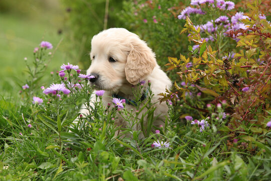 Amazing puppy of gold retriever with flowers in the garden