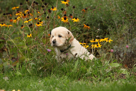 Amazing puppy of gold retriever with flowers in the garden