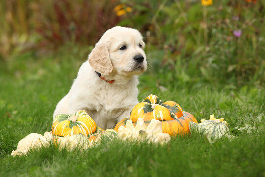 Adorable gold retriever puppy with pumpkins