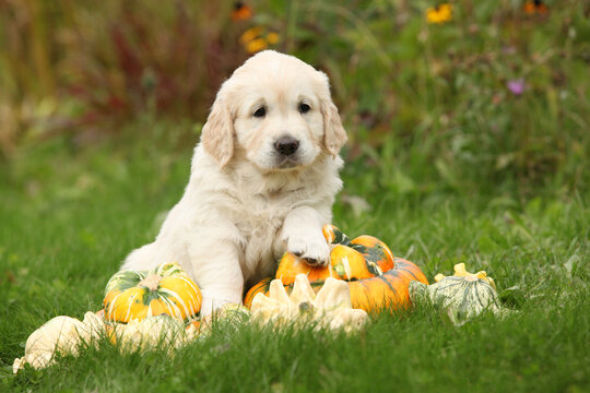 Adorable gold retriever puppy with pumpkins
