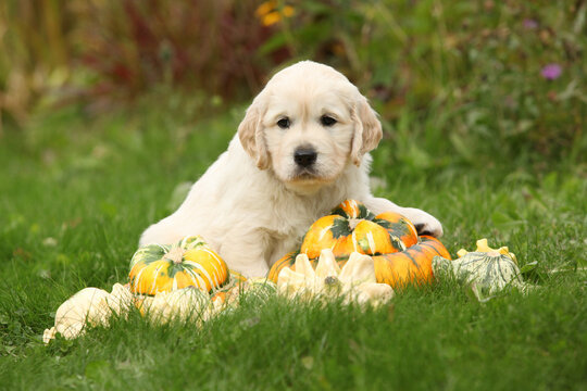 Adorable gold retriever puppy with pumpkins