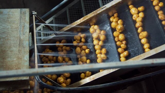 Potatoes being washed on a conveyor belt in a food processing factory