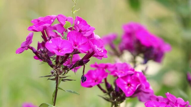 Pink blossoms of the tall perennial phlox sway gently in the wind, delicate buds, intricate phlox flowers, withered petals, spirally climbing plant, Phlox paniculata