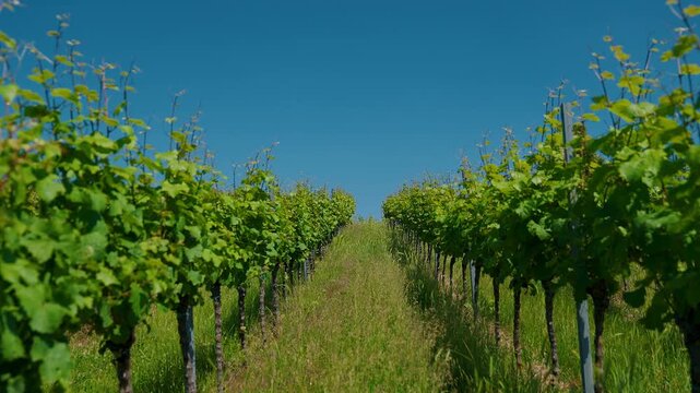 Im Weinberg zwischen den Reben Wingert am Kirchberg Bensheim im Sommer 