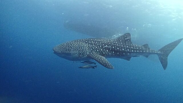 Whale Shark Swimming With Remoras In Open Ocean