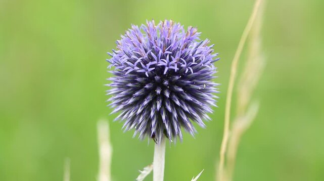 Large globe thistle flowers, purple globe thistle flower, green background, purple petals, insect magnet, delicate small petals, Echinops
