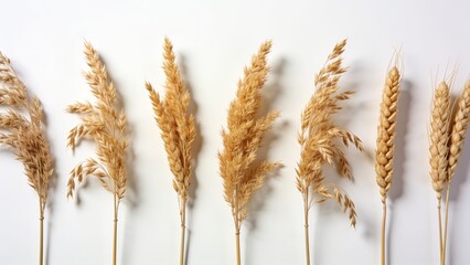 Obraz premium Dried cereal crop ears arranged on a light background with agriculture, isolated