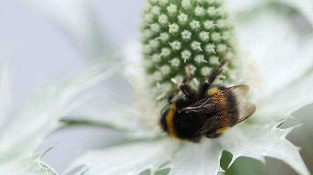 Small brown bumblebee on a large white flower, close-up of a common carder bee searching for nectar, bumblebee from above on a white flower, antennae, pollen, Bombus terrestris