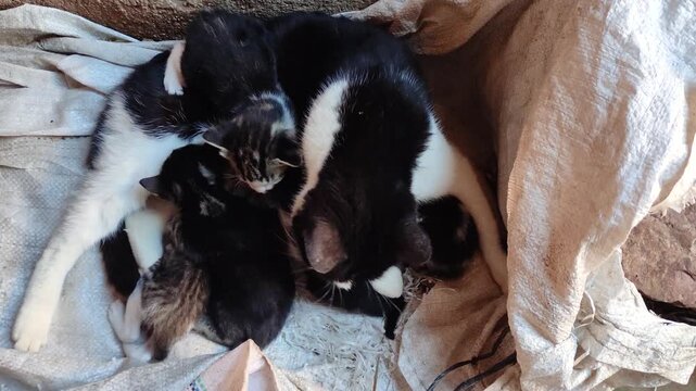 Mother cat with very young kittens as a result of not being spayed. Responsibility and commitment to pets.