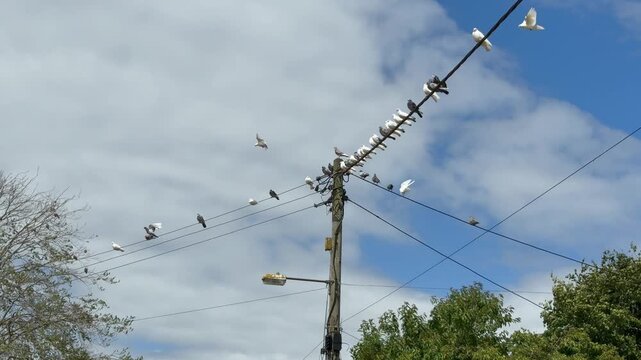 A flock of domestic tame pigeons roosting on telephone wires, with others flying and landing from the sky to join them.