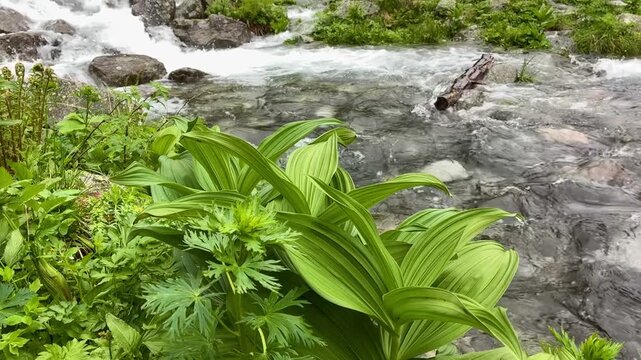 Mountain river in Morskie Oko Tarta national park Zakopane Poland
