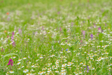 Fototapeta premium Blurred background of summer wildflower field Soft bokeh texture of blooming chamomile meadow