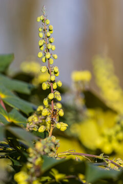 Apis mellifera on Berberis japonica ou Mahonia japonica.
Bee on yellow flowers. Spring in a city park.