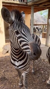 Close up shot of zebras looking at camera in safari park