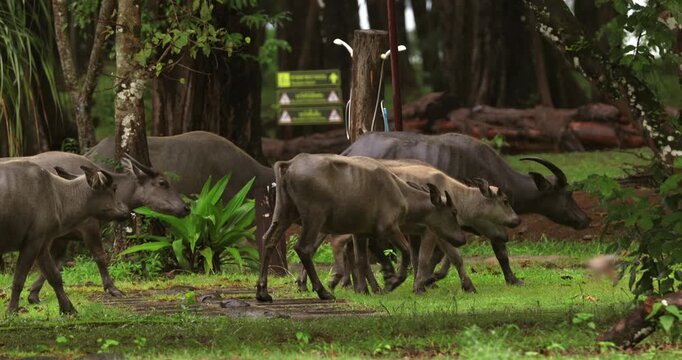 Domestic water buffalo herd walking across wet green grass near forest edge, Bubalus bubalis livestock behavior in rural park setting, slow motion.