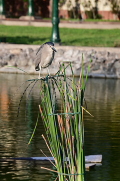 Black-crowned night heron perching on reeds above water