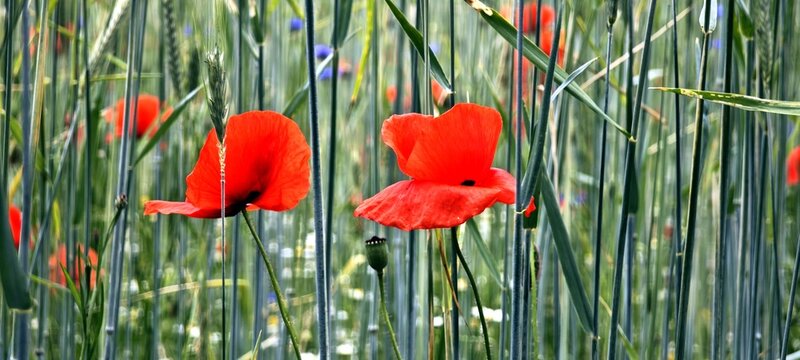Mohnblumen