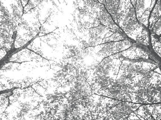 Fototapeta premium Tree branches and leaves, halftone effect on transparent background