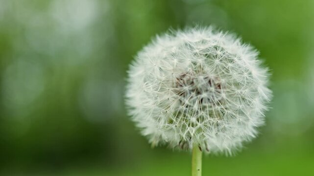 Closeup dandelion seed head blurred green bokeh background. Tender white fluff atop slender stem in peaceful meadow, soft sunlight filtering through foliage,
