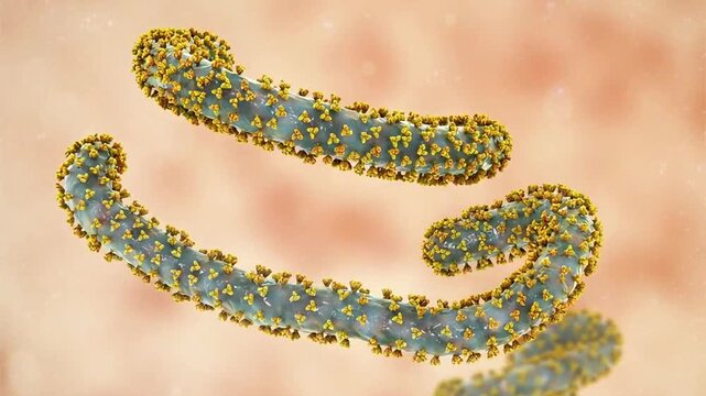 Marburg viruses, 3D illustration showing filamentous virions of Marburg virus, the causative agent of Marburg virus disease, a severe viral haemorrhagic fever affecting humans.