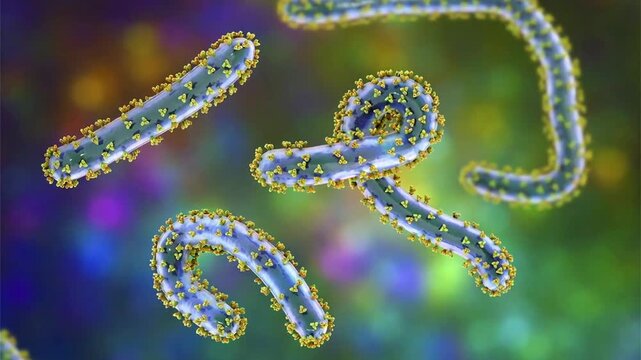 Marburg viruses, 3D illustration showing filamentous virions of Marburg virus, the causative agent of Marburg virus disease, a severe viral haemorrhagic fever affecting humans.