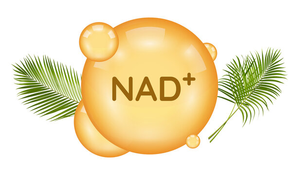 Nad molecule icon, nicotinamide adenine dinucleotide, coenzyme used in cellular metabolism, vitamin b3 derivative, antiaging concept isolated on transparent background