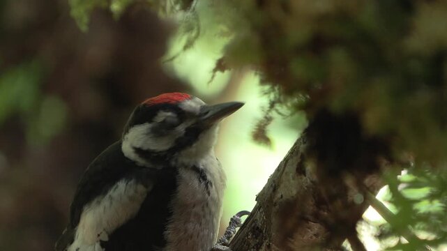 Greater spotted woodpecker(Dendrocopos major) Picchio rosso maggiore	