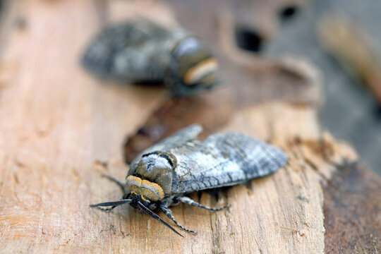 Cossus cossus, the goat moth, in the family Cossidae, cossid millers or carpenter miller. On the wood where the caterpillars of this species feeding.
