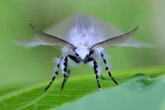 Leucoma salicis, also known as the white satin moth or satin moth, is a moth of the family Erebidae.