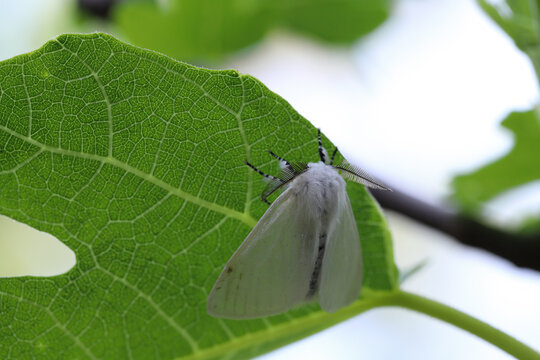 White Satin Moth (Leucoma salicis) male at rest on leaf, showing antennae.