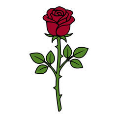 Fototapeta premium Full Upright Red Rose with Thorny Stem and Leaves