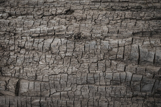 Burnt wooden texture