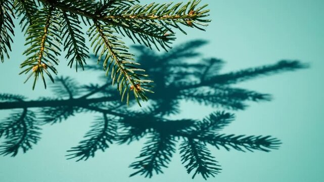 Evergreen tree branch casting a shadow on a smooth teal background under bright sunlight creates a beautiful contrast