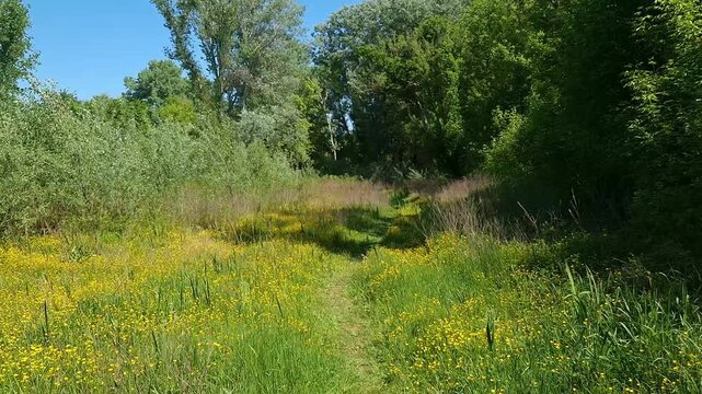 Dirty road near the Backwater of Tisza in Martely