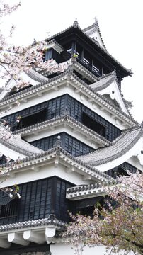 Kumamoto Castle, exterior view, Kumamoto city, Chuo-ku, Kyushu island region, Japan, spring landscape view and blooming sakura cherry blossom, Kumamoto prefecture, travel to Japan, Japanese castle
