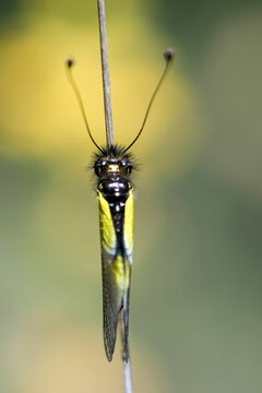 Macro shot of an owlfly insect with long antennae resting on a dry plant stem against a blurry yellow and green background