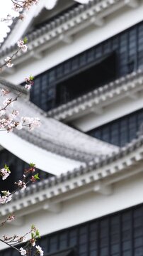 Kumamoto Castle, exterior view, Kumamoto city, Chuo-ku, Kyushu island region, Japan, spring landscape view and blooming sakura cherry blossom, Kumamoto prefecture, travel to Japan, Japanese castle