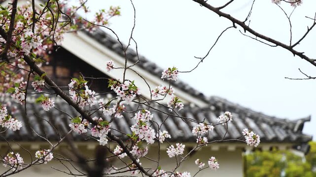 Kumamoto Castle, exterior view, Kumamoto city, Chuo-ku, Kyushu island region, Japan, spring landscape view and blooming sakura cherry blossom, Kumamoto prefecture, travel to Japan, Japanese castle