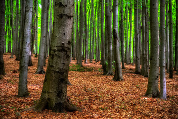 Fototapeta premium Sunlit beech forest with carpet of fallen leaves in the Little Carpathians, Slovakia