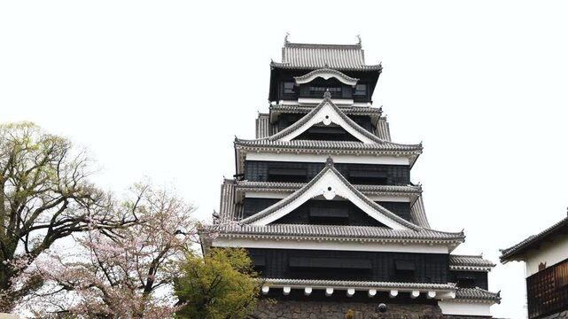 Kumamoto Castle, exterior view, Kumamoto city, Chuo-ku, Kyushu island region, Japan, spring landscape view and blooming sakura cherry blossom, Kumamoto prefecture, travel to Japan, Japanese castle