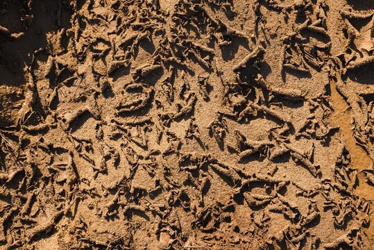 Texture dry dirt