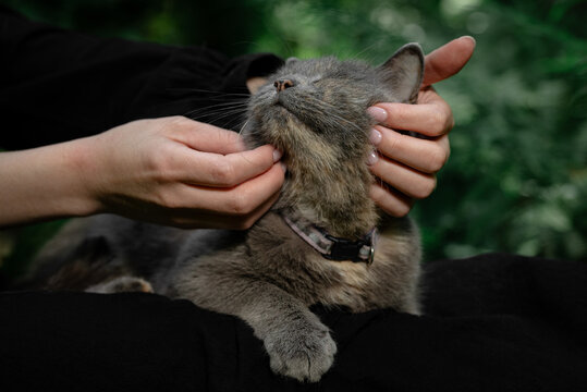 Petting cat