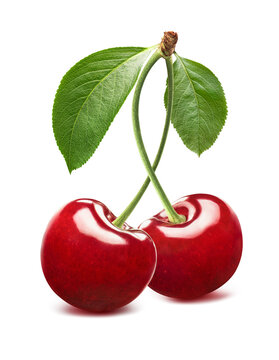 Pair of red sweet cherries with curved stems isolated on white background. Real photography