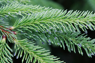 Wet Spruce Tree Branches with Raindrops © Creatura Studio
