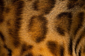 Bengal cat texture © Azovsky