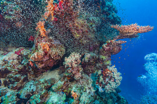Huge school of tiny glassfish swarming around a colorful coral reef wall in Marsa Alam, Egypt.
