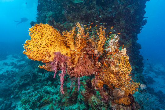 Vibrant yellow fire coral and schools of small orange anthias fish against a deep blue ocean background.