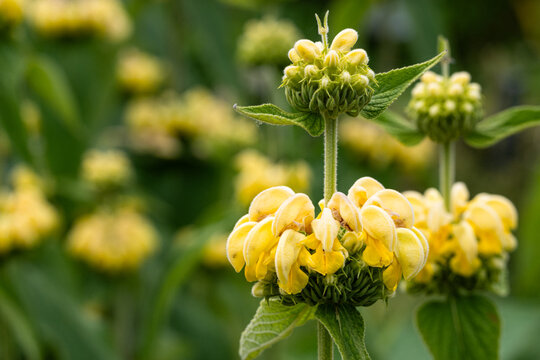 Jerusalem Sage Flowers in a Lush Summer Garden