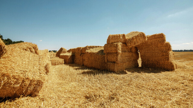 Stacked golden straw hay bales in a vast agricultural field under a clear blue summer sky. Rural countryside harvest season, traditional farming landscape, agribusiness and grain production concept